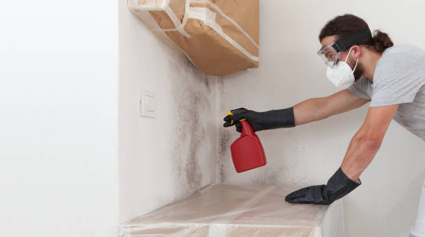 Basement Mold Remediation treatment on basement walls in Thomasville
